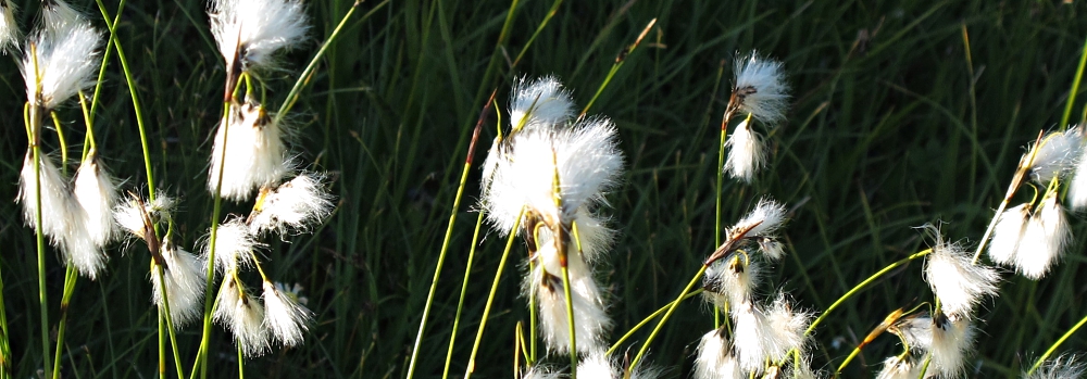 HSP – Was ist das?
